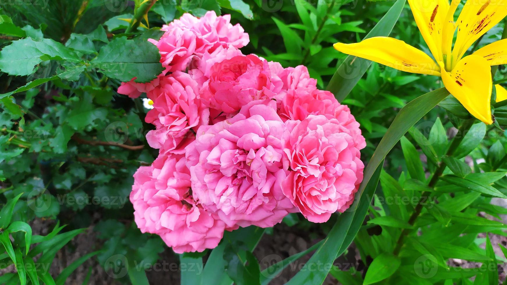 rose rosa. arbusto di rose durante la fioritura in giardino. foto