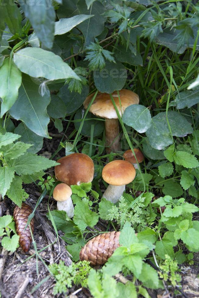 funghi nel bosco. i funghi porcini crescono ammucchiati nell'erba foto