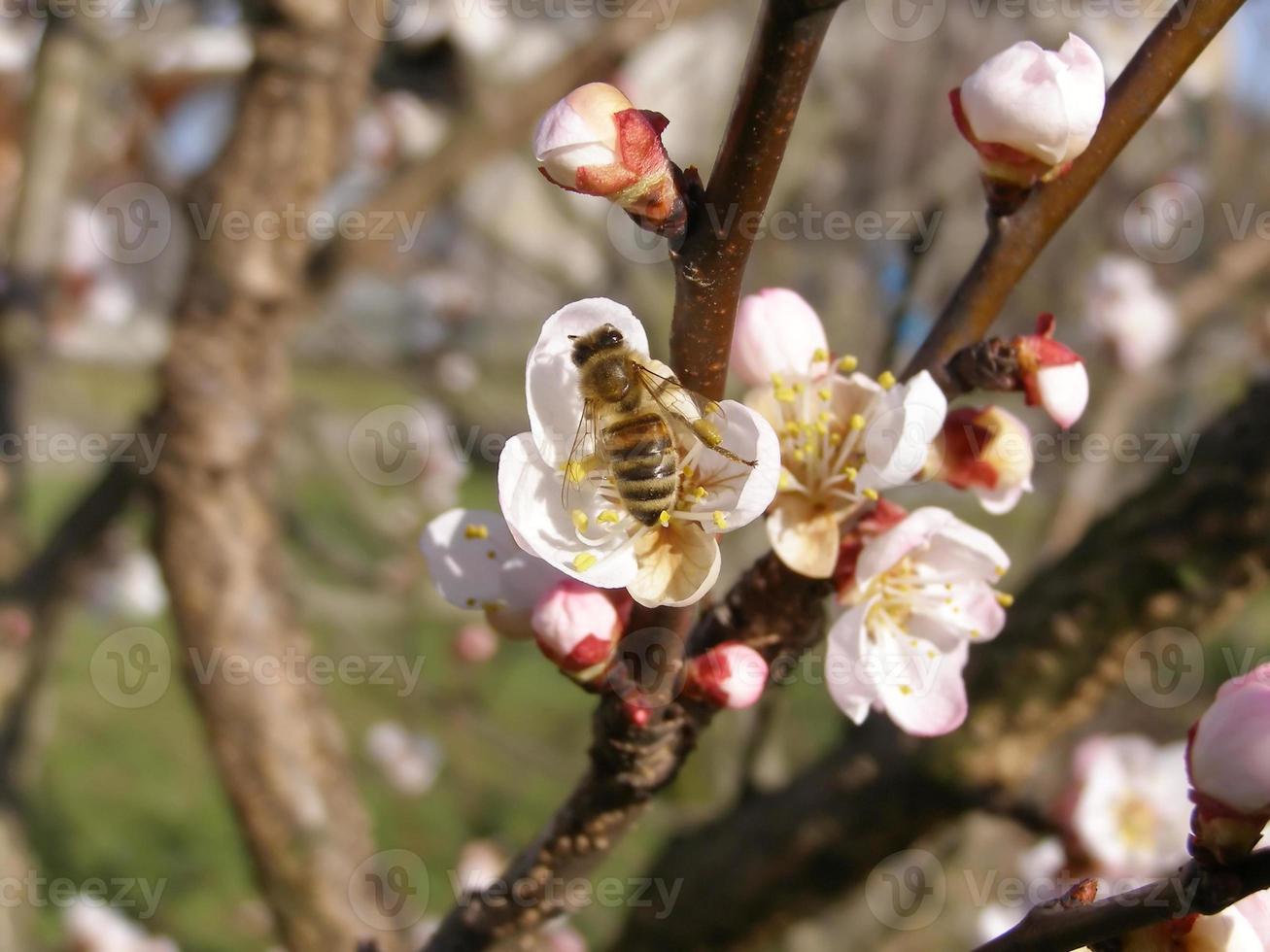 ape che prende il nettare dal fiore foto