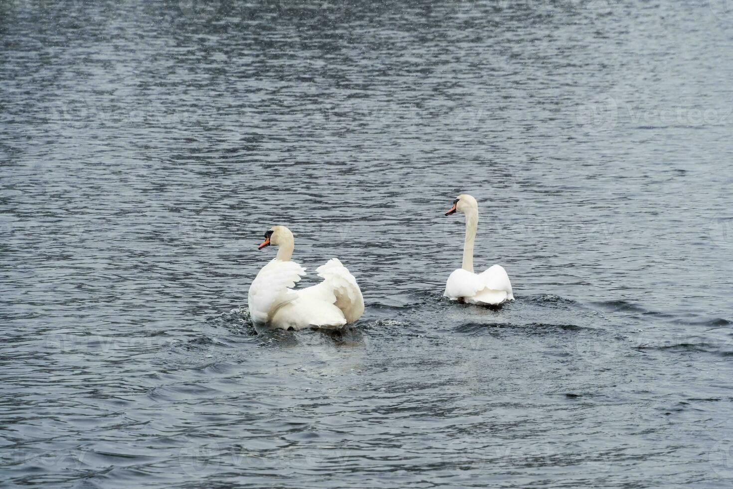 Due cigni su il lago. cigni coppia nel amore. combaciamento Giochi di un' paio di bianca cigni. cigni nuoto su il acqua nel natura. San Valentino giorno. foto