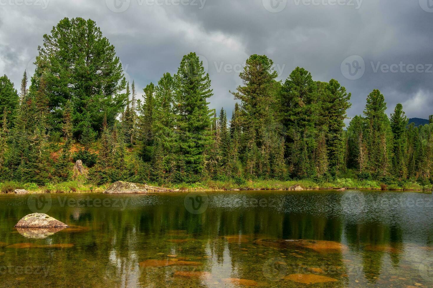 cedri su il lago costa. sorprendente soleggiato foresta con vecchio cedri. naturale montagna panoramico paesaggio. Siberia estate Visualizza. foto