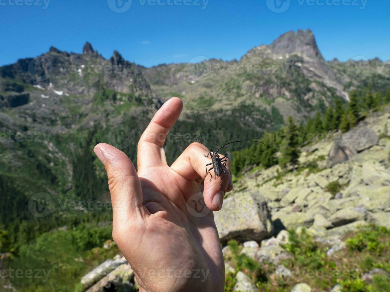 grande nero barbiglio scarafaggio striscia su il dito di il mano nel avvicinamento contro il sfondo di montagne. naturale sfondo con il Immagine di un' coleottero. Siberia, occidentale Sayans. foto