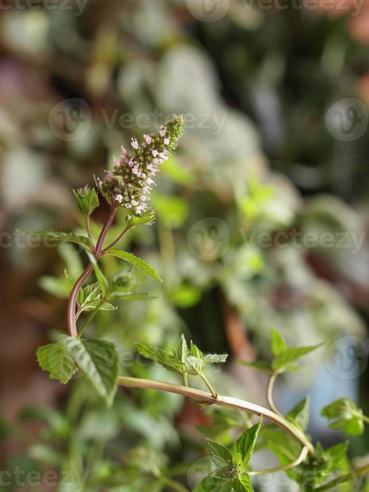 pianta di menta piperita mentha piperita foto