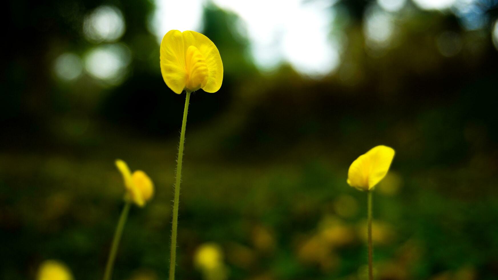 selvaggio pianta con bellissimo giallo fiori, carini foto