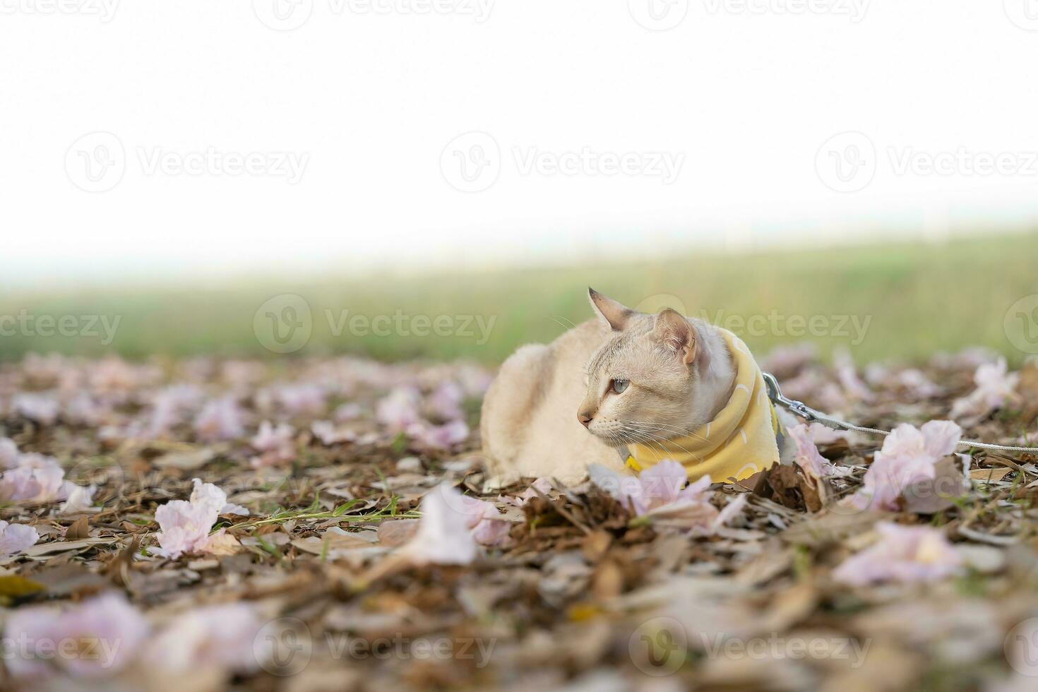 Marrone gatto dire bugie nel il erba su natura sfondo foto