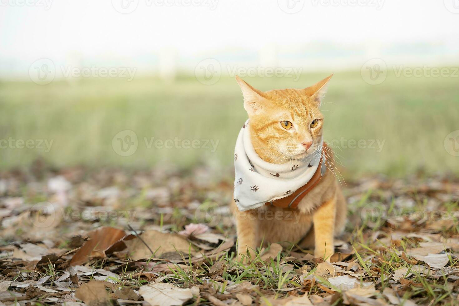 Marrone gatto seduta nel il erba foto