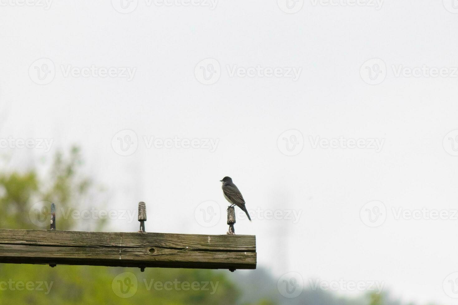 Questo orientale kingbird era arroccato su superiore di Questo inviare. essi siamo un' specie di tiranno pigliamosche. il suo grigio piume guardare bella contro il merda gonfiarsi. Questo visto contro un' bianca cielo. foto