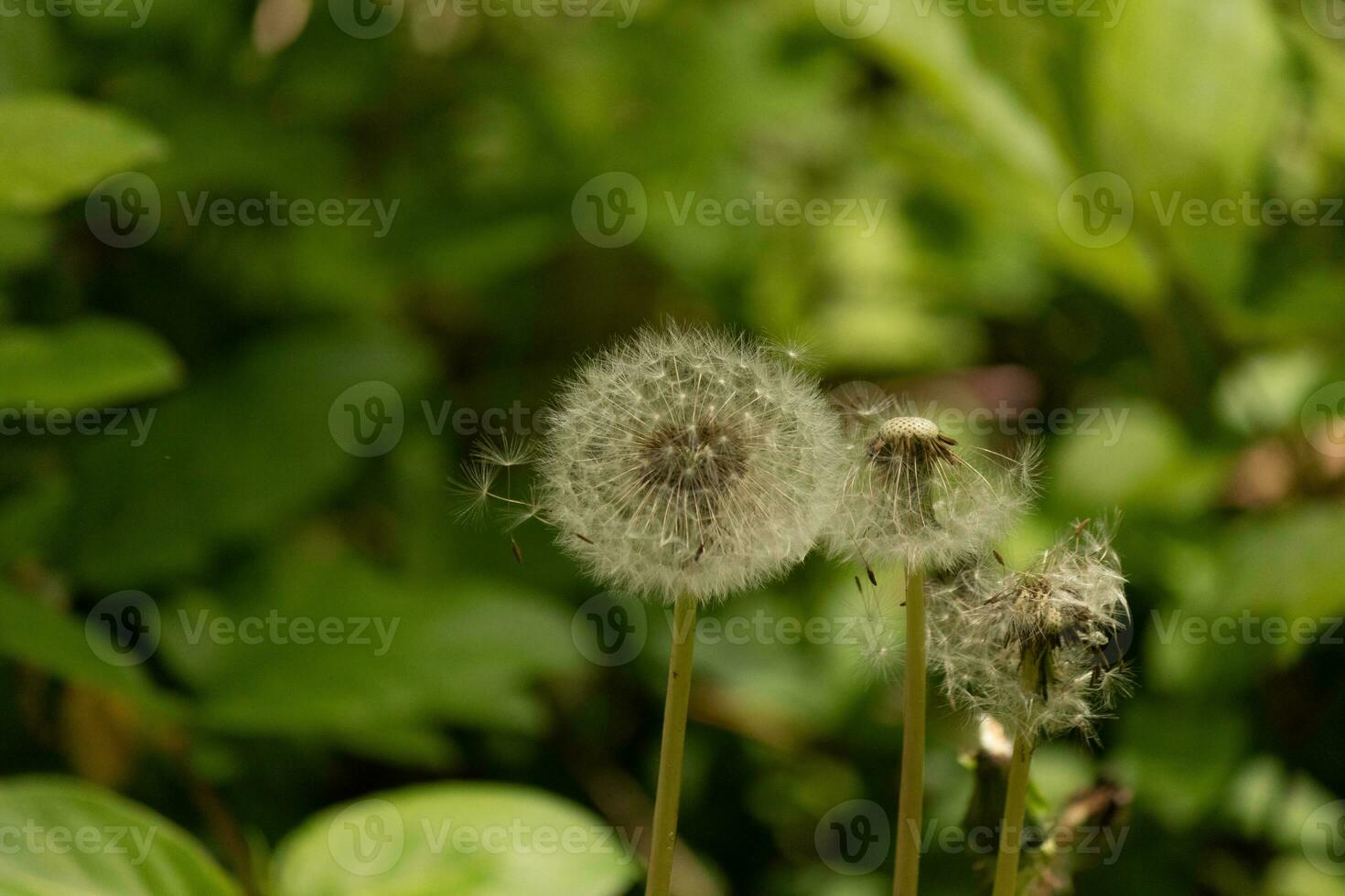 Questo bellissimo dente di leone seedpod era seduta nel il mezzo di il cortile tra il erba. queste palloni siamo così bella per vedere e Aiuto il fiore disperdere altri intorno a. foto