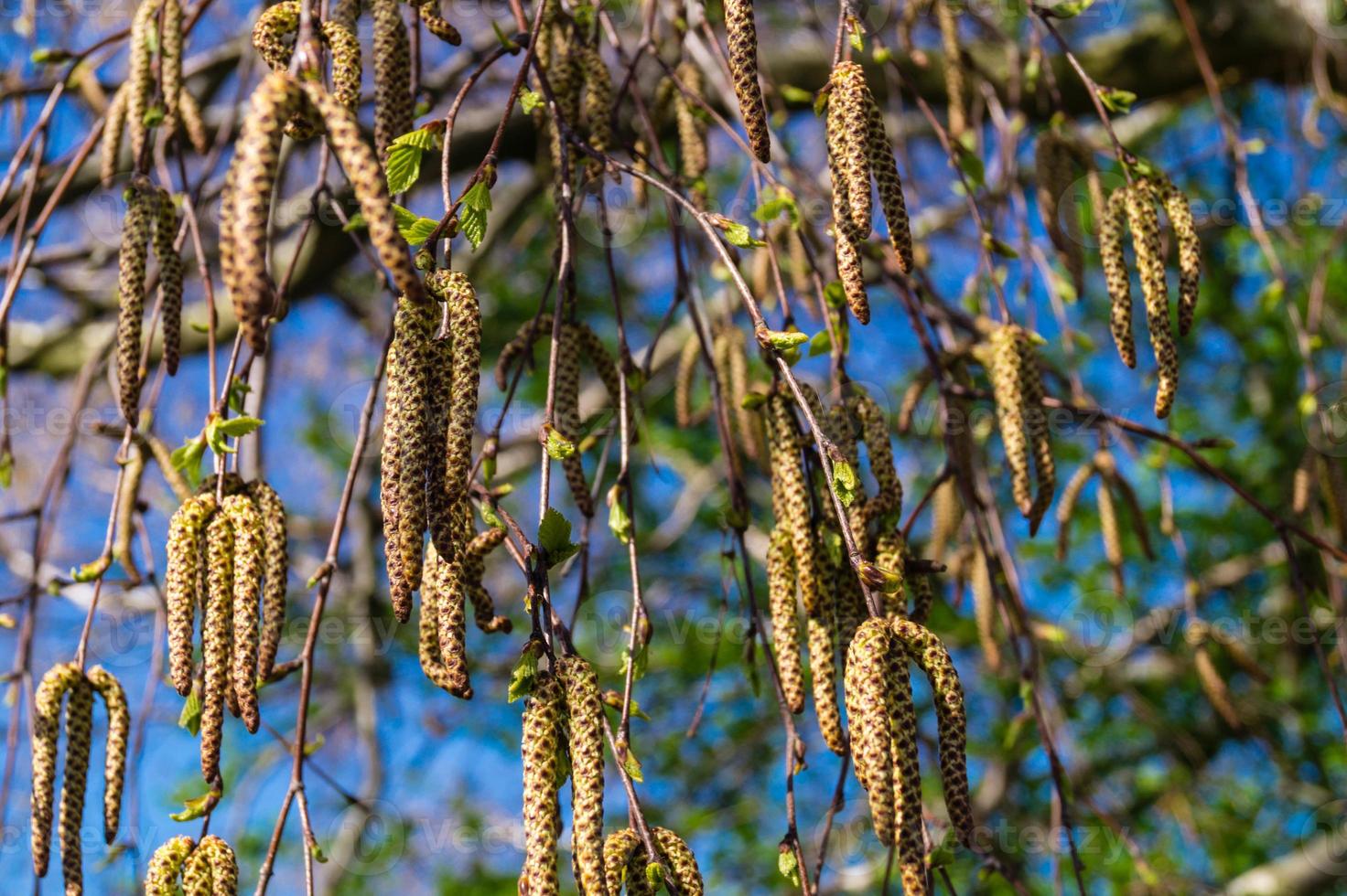 componenti vegetali che provocano allergie da betulla e salice foto