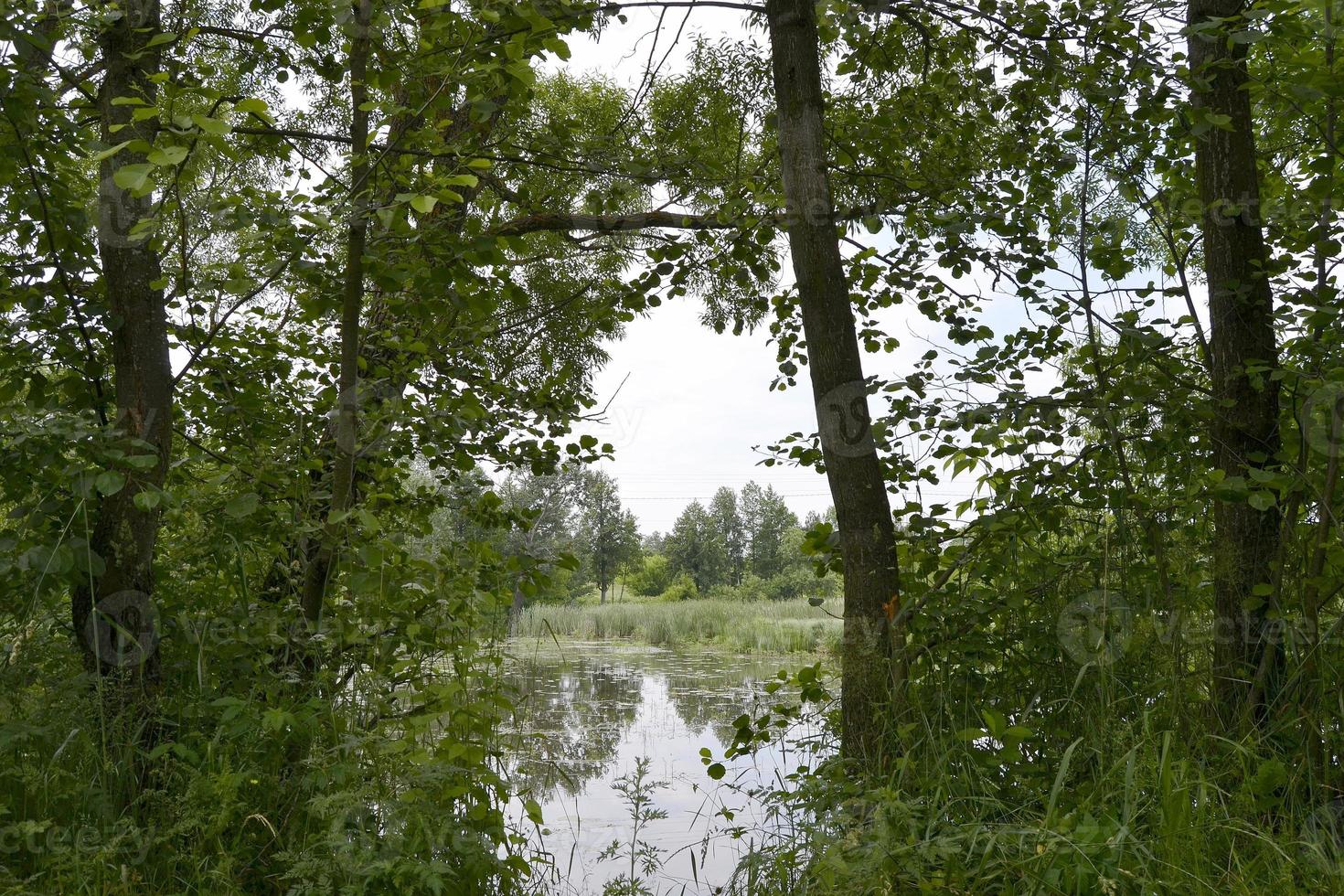 bella canna di palude d'erba che cresce sul bacino idrico della riva foto