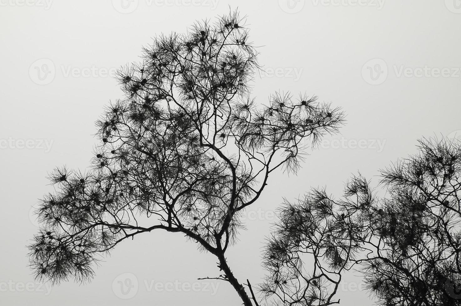 vista al suolo dell'albero sempreverde. vista albero contro il cielo. foto