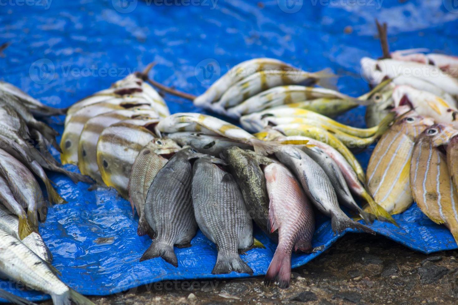 i crudi di mare assortiti foto