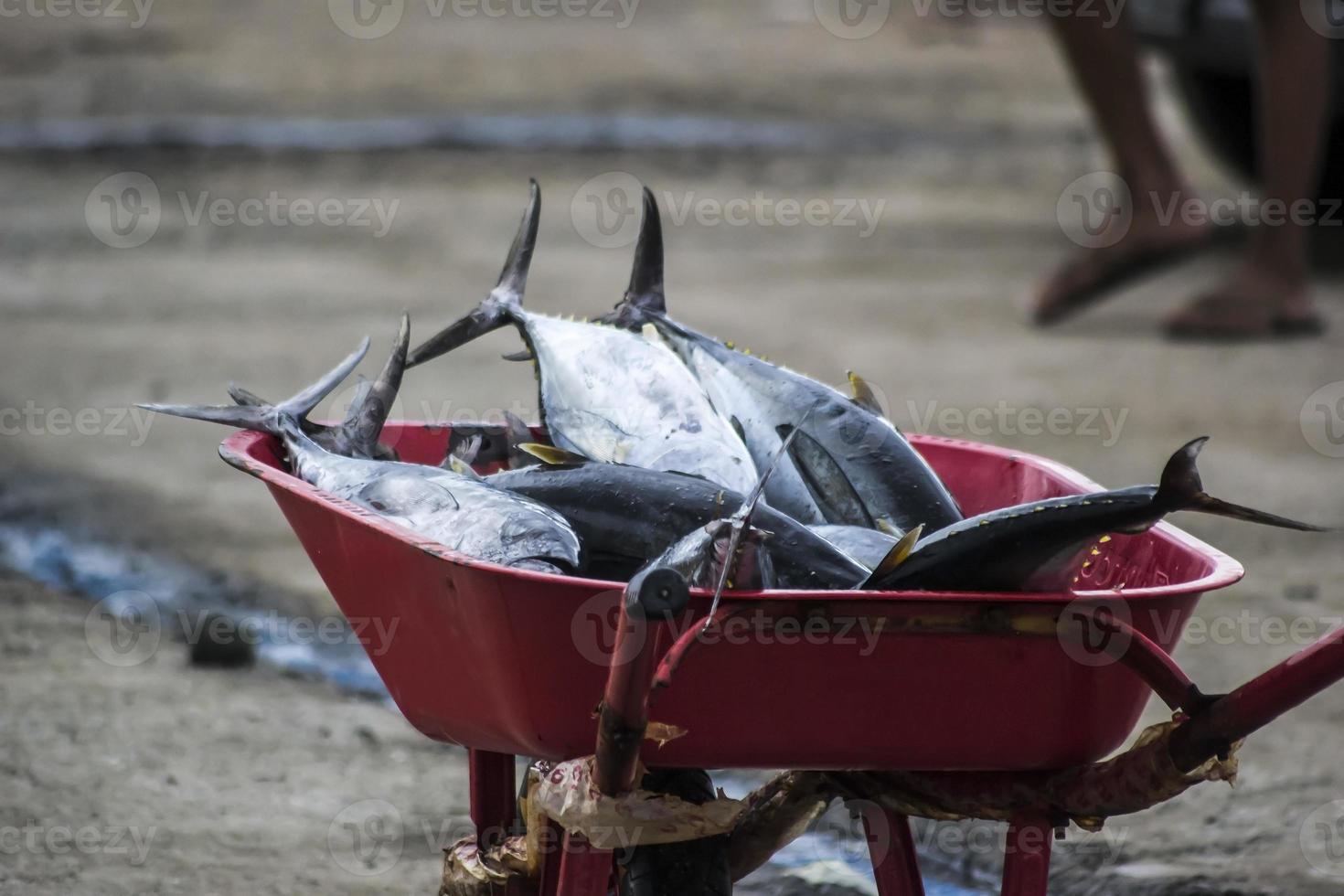 i crudi di mare assortiti foto