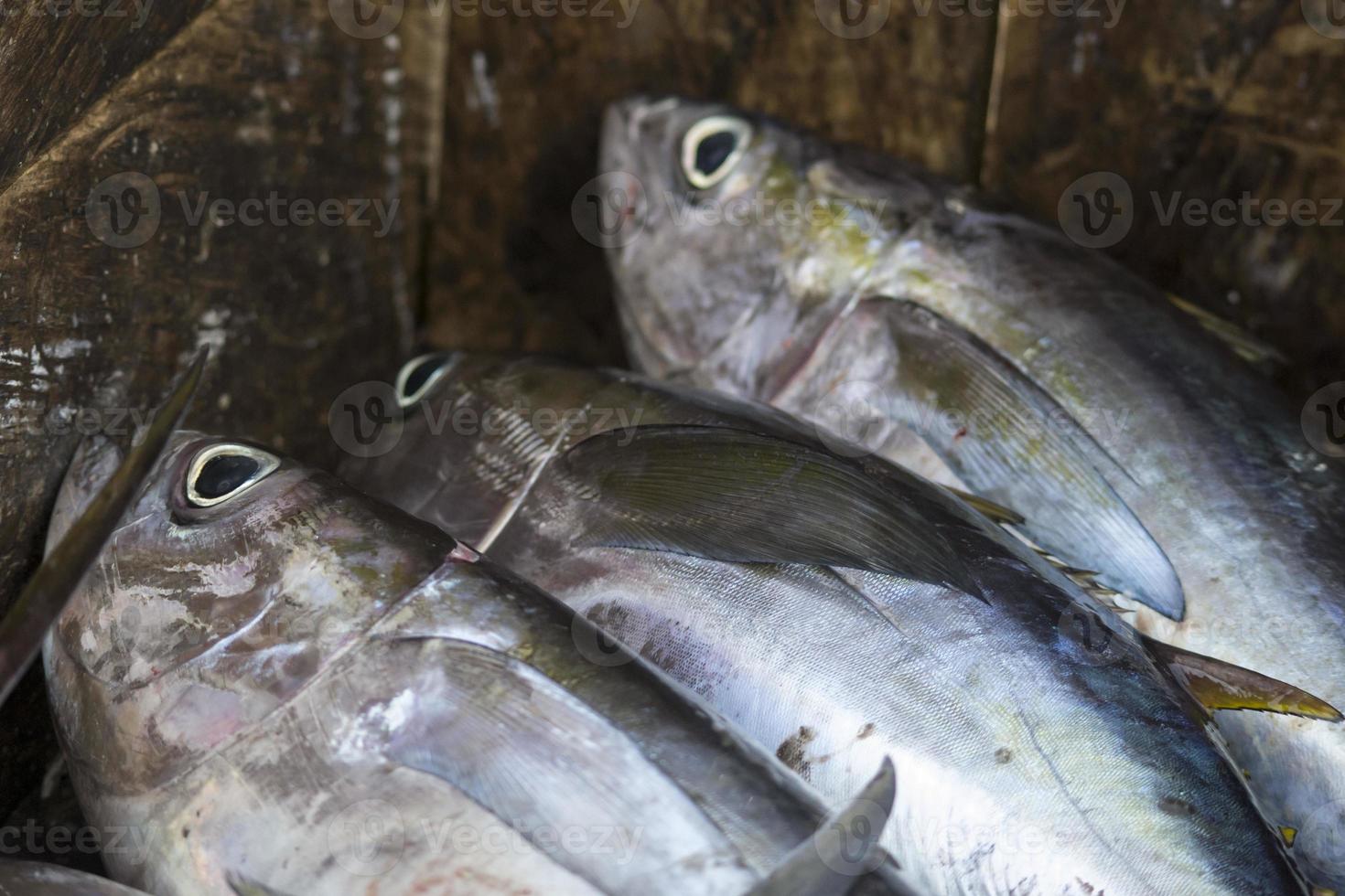 i crudi di mare assortiti foto