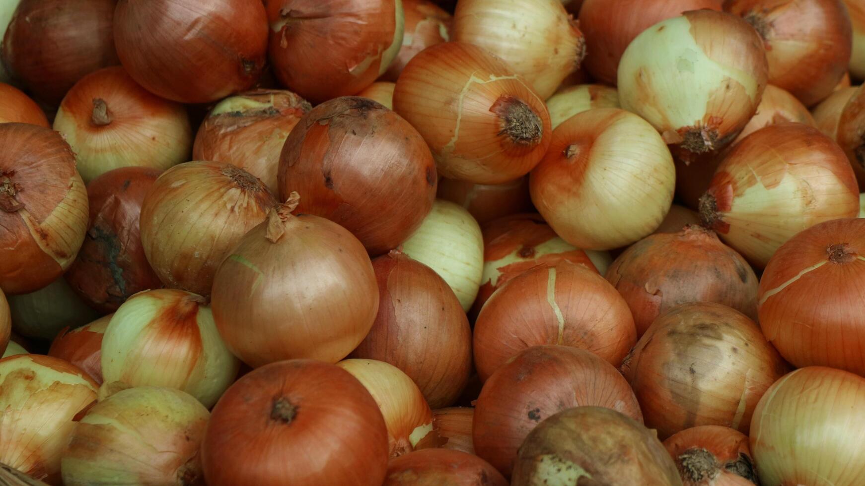 mazzo di cipolle bianche nel mercato tradizionale foto