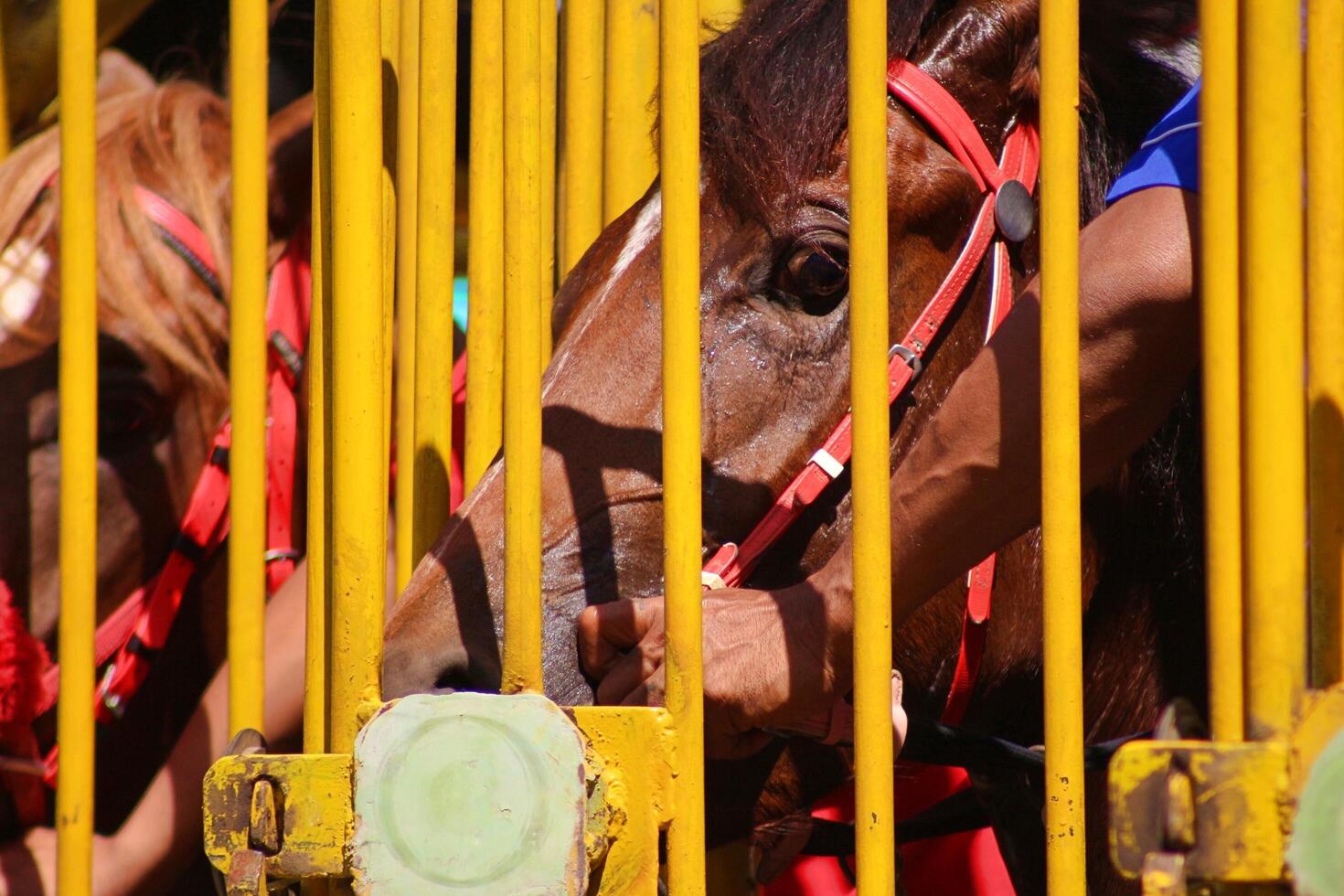 cavalli da corsa pronti a correre al cancello della porta foto