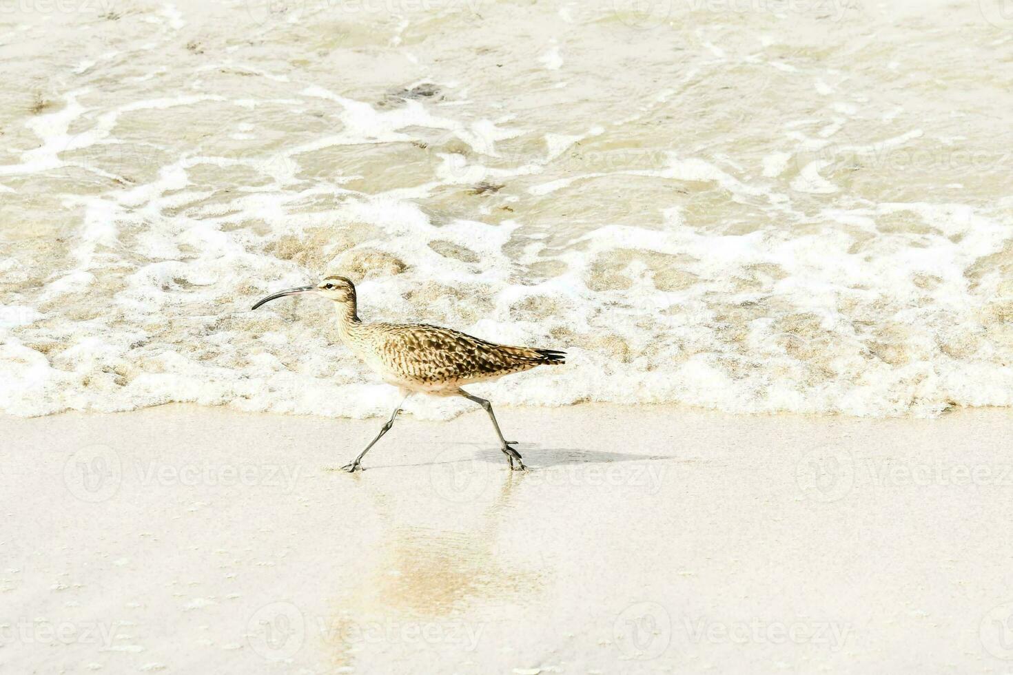 un' uccello a piedi su il spiaggia vicino il acqua foto