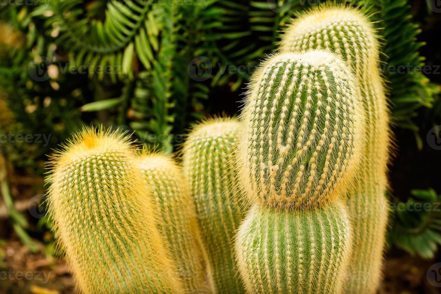 alto vicino del cactus foto