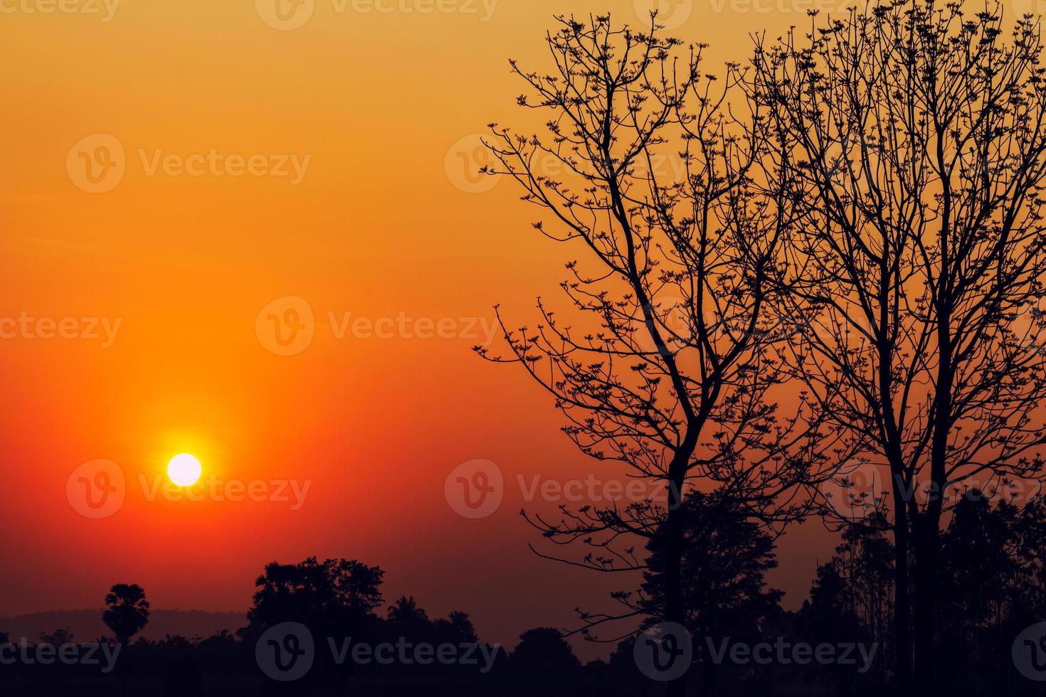 sagoma di albero alla bellissima alba nella campagna della thailandia foto
