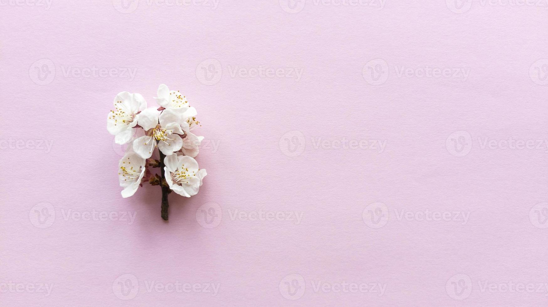 fioritura su sfondo rosa. semplice piatto disteso con texture pastello foto