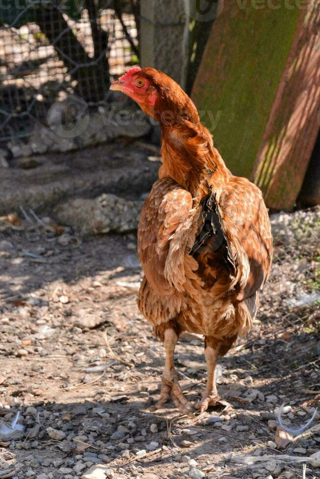 pollo su il azienda agricola foto