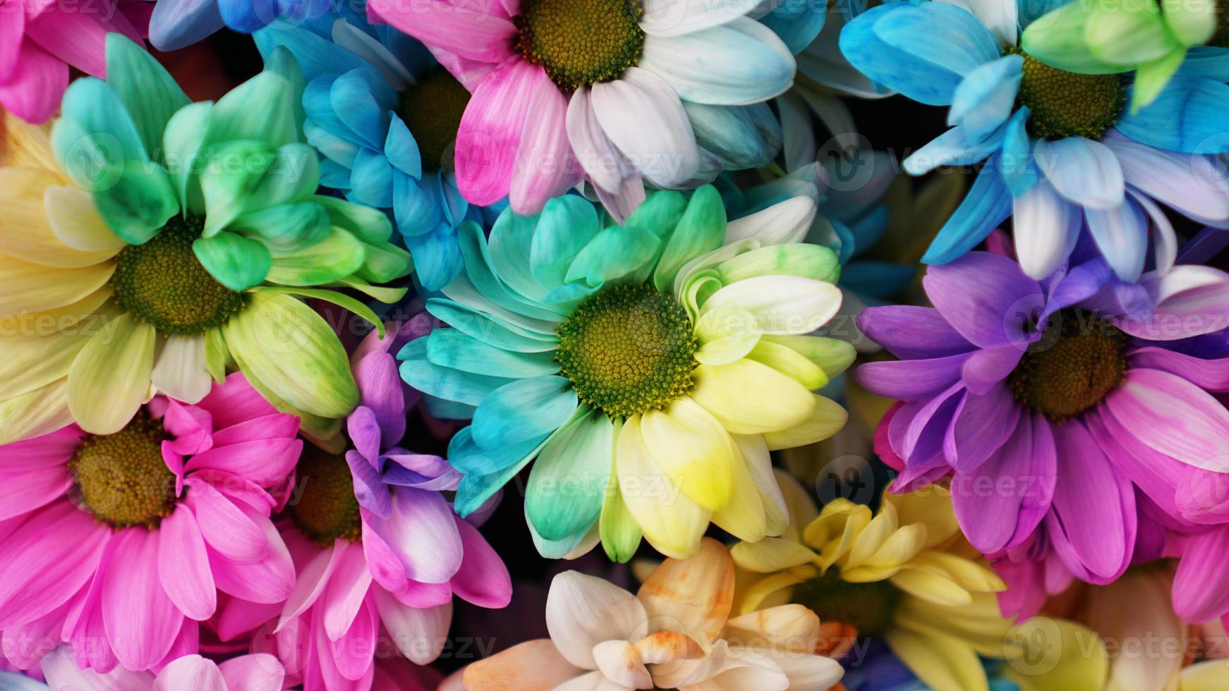 margherite arcobaleno. mazzi di fiori arcobaleno in fiore foto