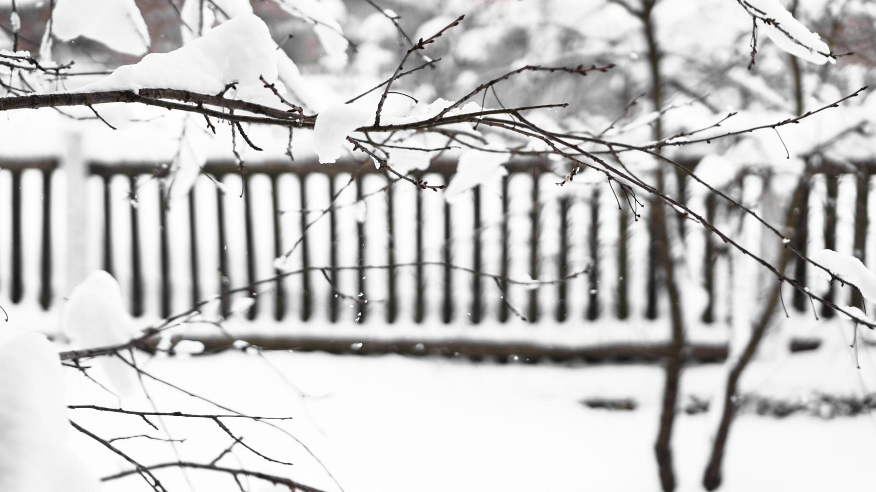 rami di un giovane melo sotto la neve in una gelida mattina soleggiata foto