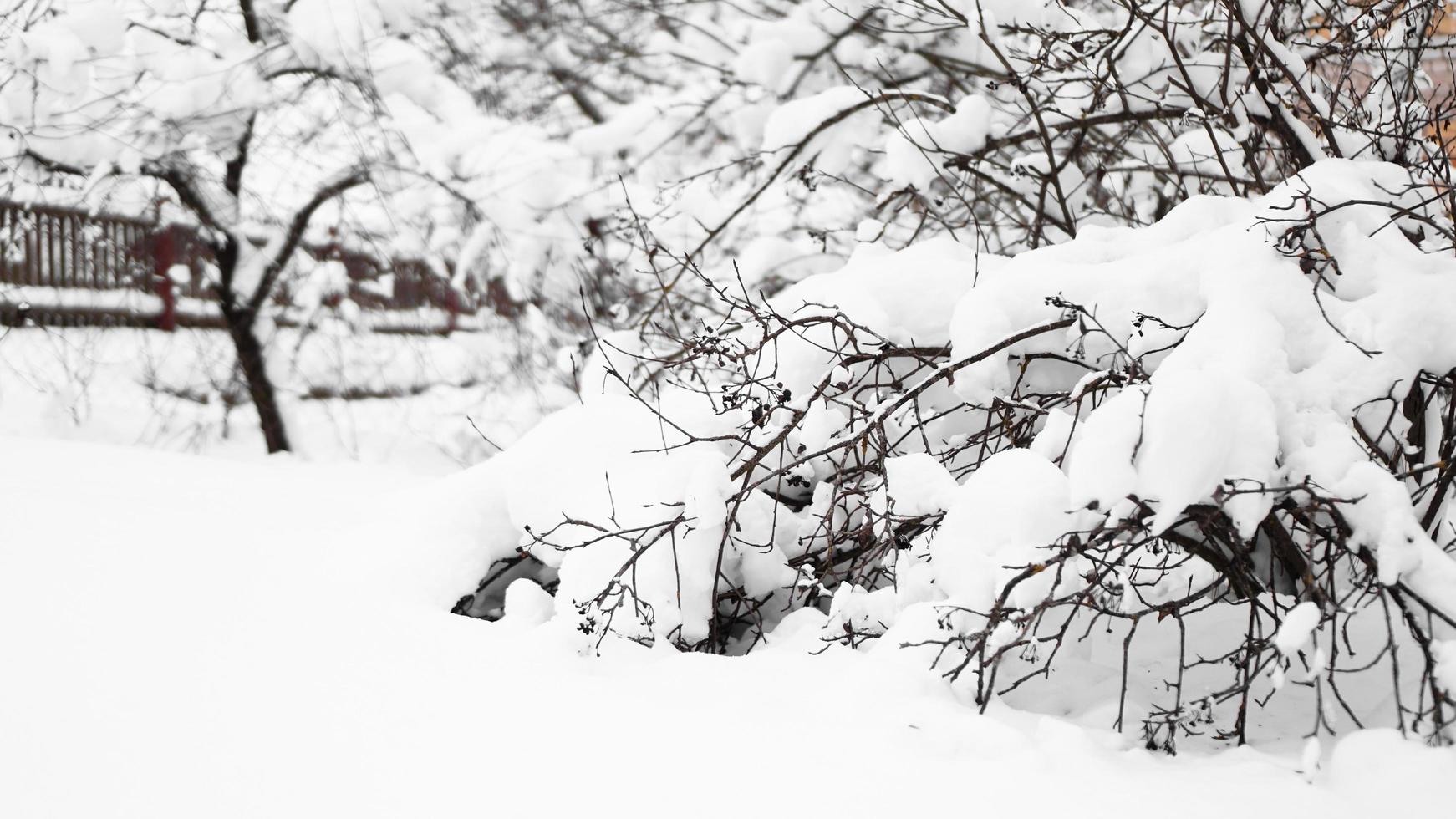 rami di un giovane melo sotto la neve in una gelida mattina soleggiata foto