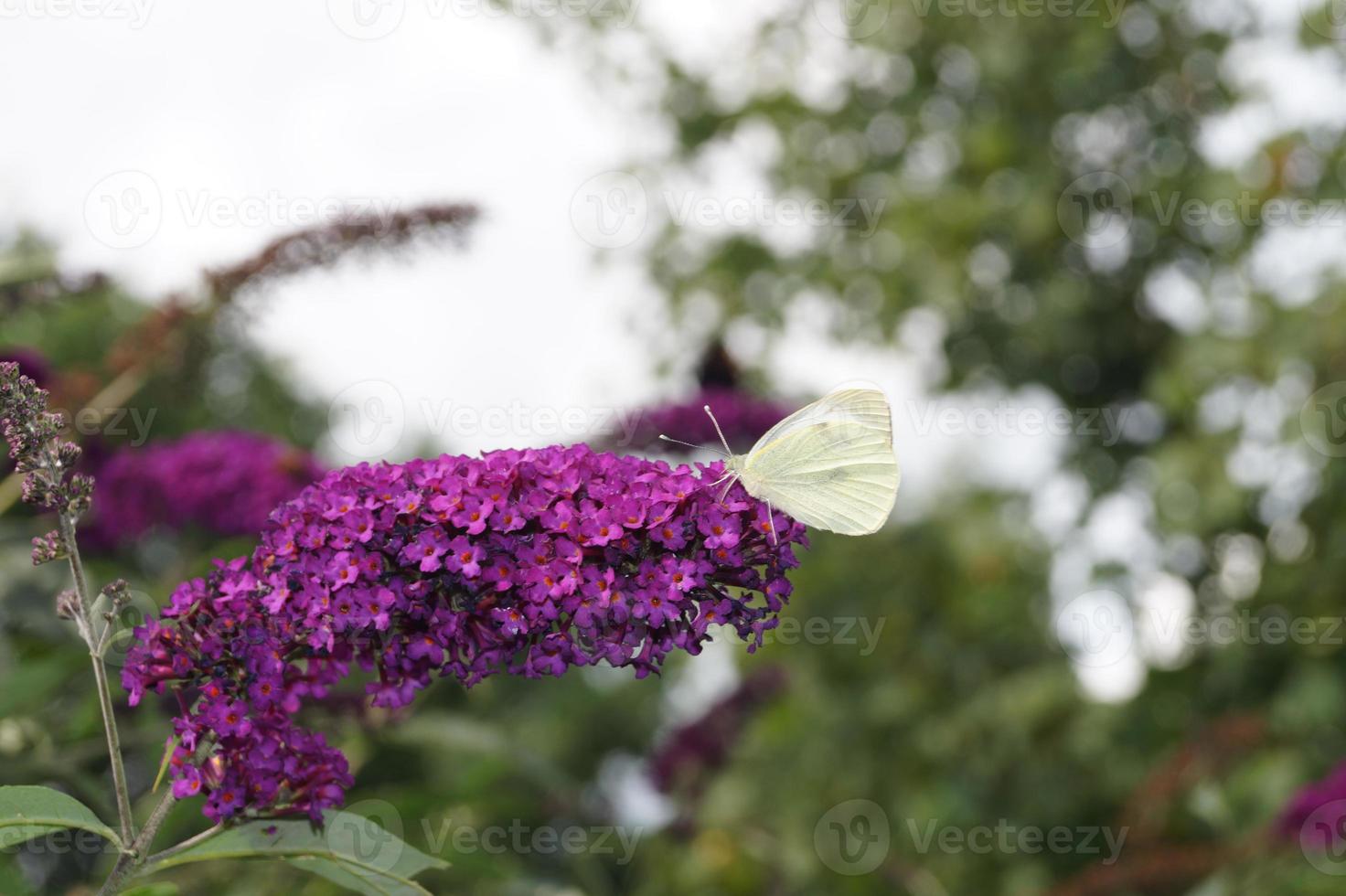 pieris brassicae farfalla bianca foto