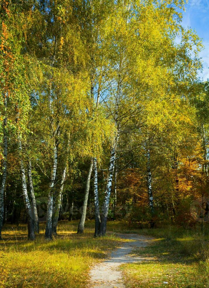 raggi di sole brillare attraverso il alberi su un vuoto strada nel un' betulla foresta. foto