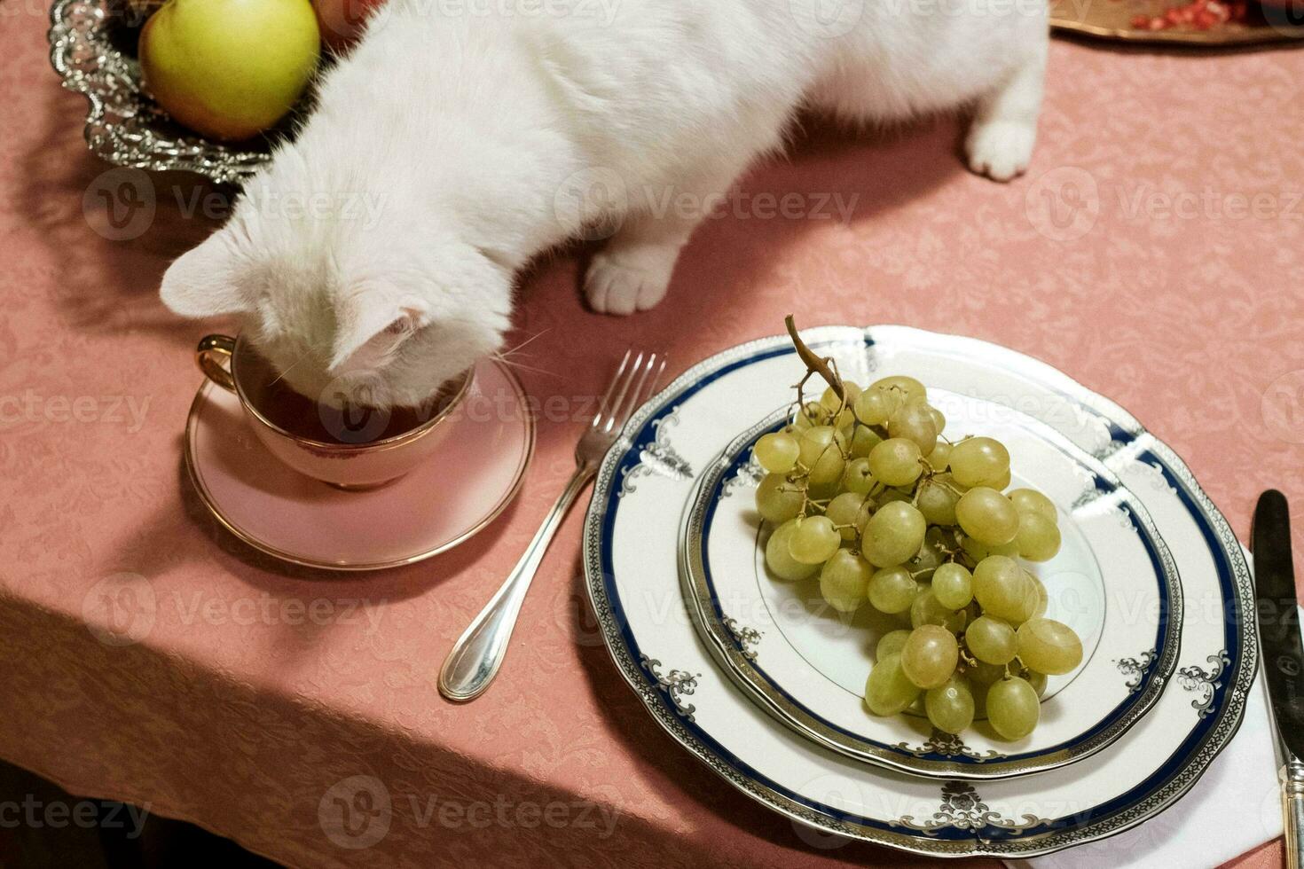 bianca gatto e un' piatto di uva su un' tavolo nel un' ristorante foto