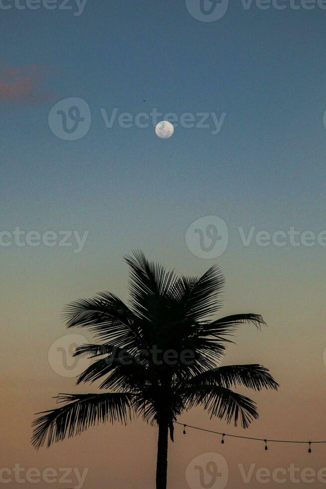 silhouette di palma albero con il Luna nel il sfondo. foto