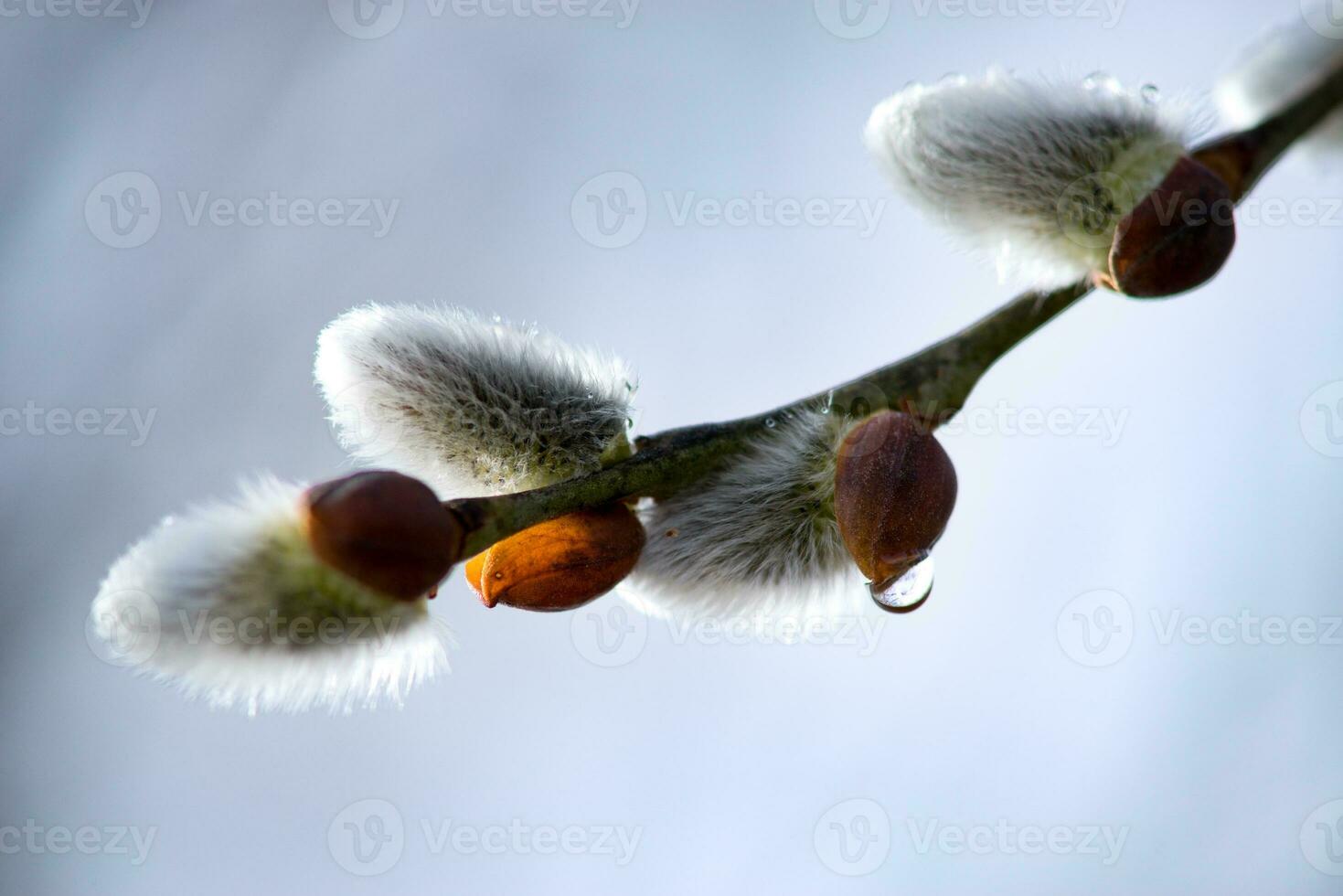 soffice mini cuffie su il salice rami nel primavera nel il foresta foto