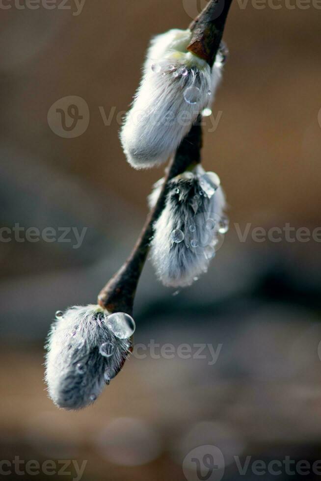 soffice mini cuffie su il salice rami nel primavera nel il foresta foto