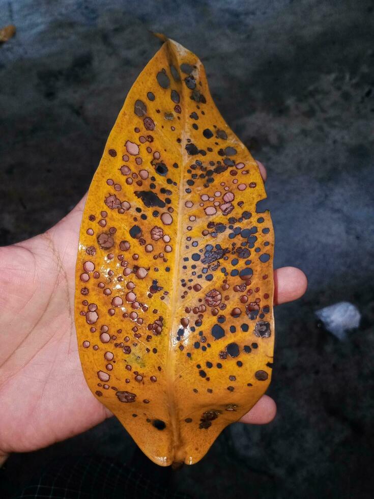 giallo guaiava le foglie con molte di fori nel un' molto estetico stile foto