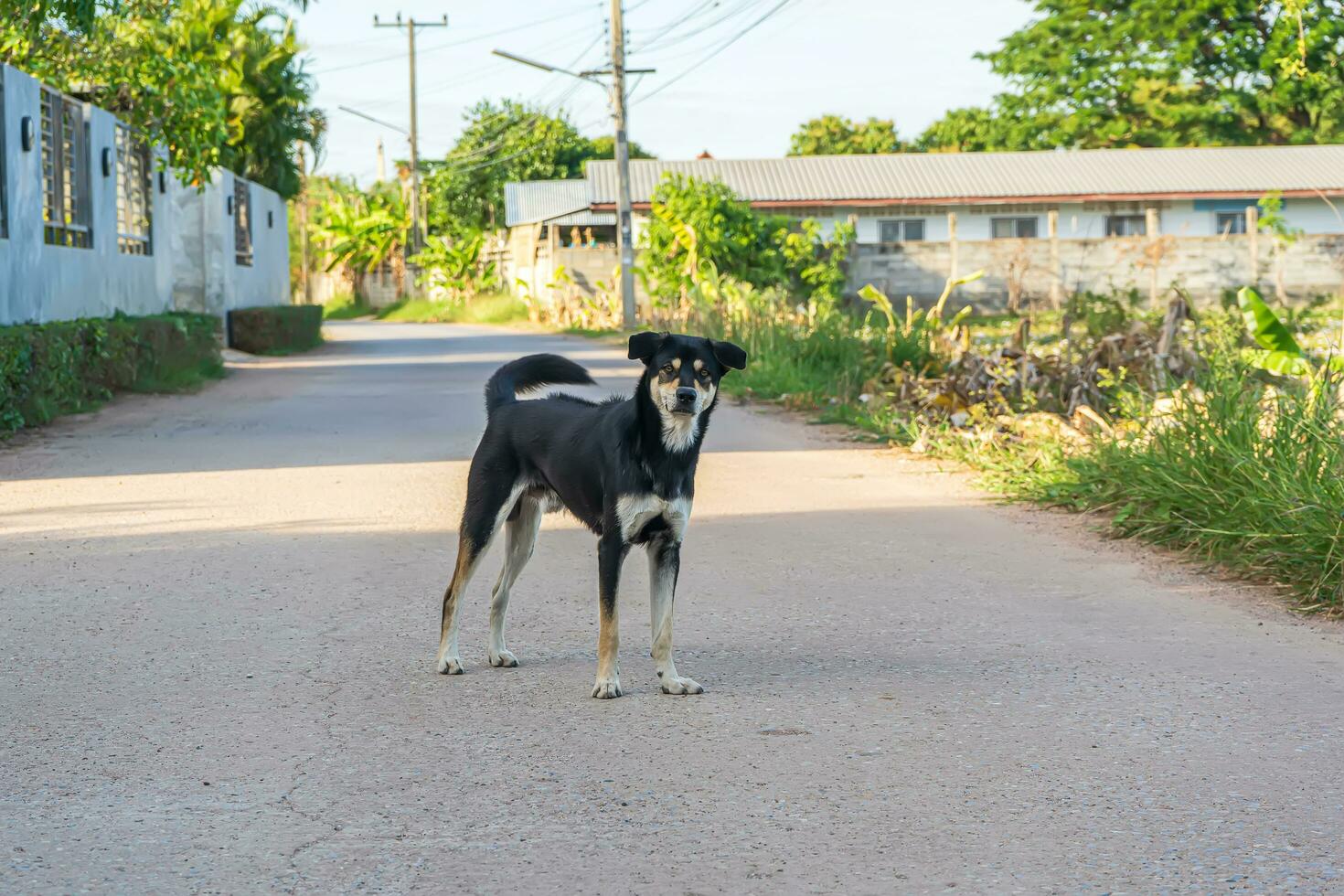 cane è carino animale domestico e domare. il cani siamo dell'uomo migliore amico. foto