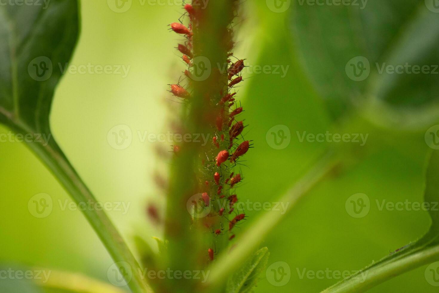 gruppo di fogliafondo insetto ninfe si riunirono su Questo pianta per mangiare esso pianta. queste poco rosso bug con nero gambe erano così minuscolo. essi tutti sembrava per mossa come un' collettivo. foto