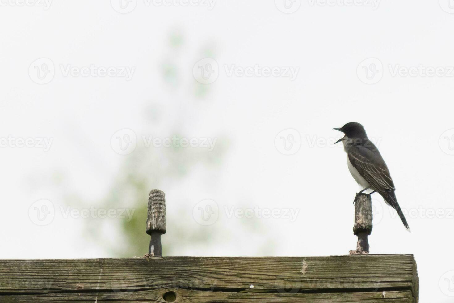 Questo orientale kingbird era arroccato su superiore di Questo inviare. essi siamo un' specie di tiranno pigliamosche. il suo becco aprire. il suo grigio piume guardare bella contro il merda gonfiarsi. Questo visto contro un' bianca cielo. foto