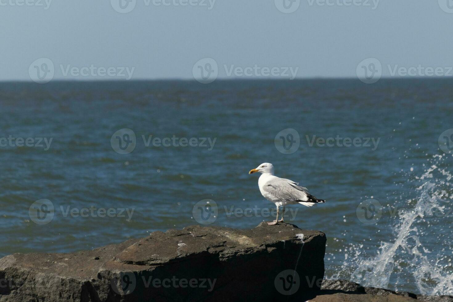 Questo maestoso guardare ad anello gabbiano era in piedi su il molo a il tempo io Guarda Questo immagine. Questo uccello costiero è che cosa voi visualizzare quando andando per il spiaggia. il bella grigio e bianca piume. foto