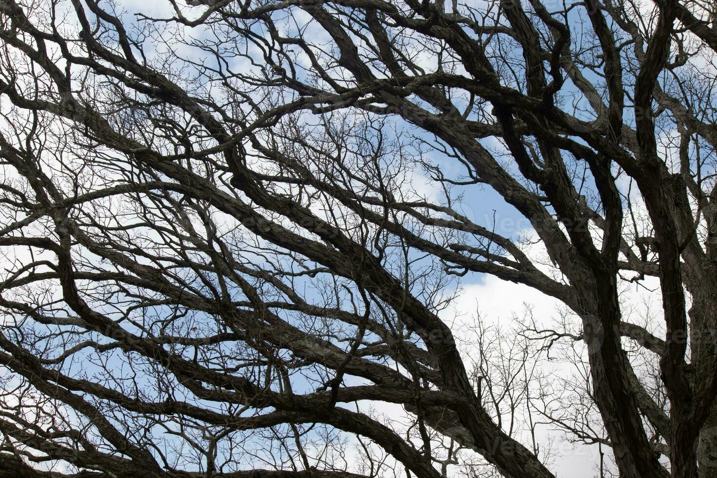 spoglio rami di un' albero raggiungendo fuori. il lungo arti siamo senza le foglie dovuto per il autunno stagione. guardare piace tentacoli o un' scheletrico struttura. il blu cielo può essere visto nel il indietro con bianca nuvole. foto