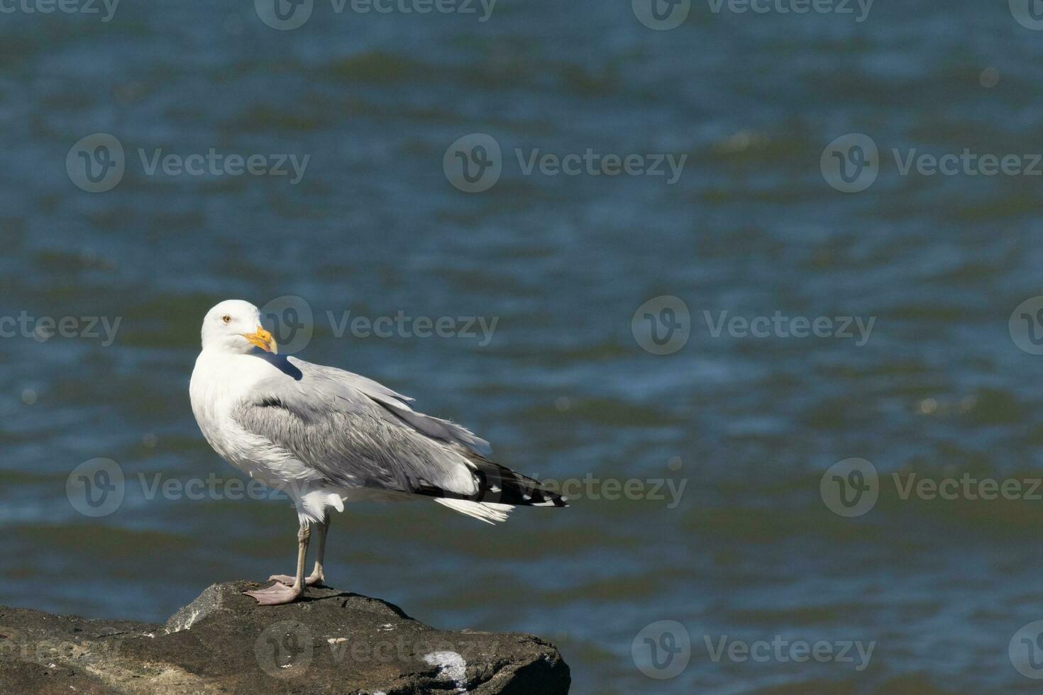 Questo maestoso guardare ad anello gabbiano era in piedi su il molo a il tempo io Guarda Questo immagine. Questo uccello costiero è che cosa voi visualizzare quando andando per il spiaggia. il bella grigio e bianca piume. foto