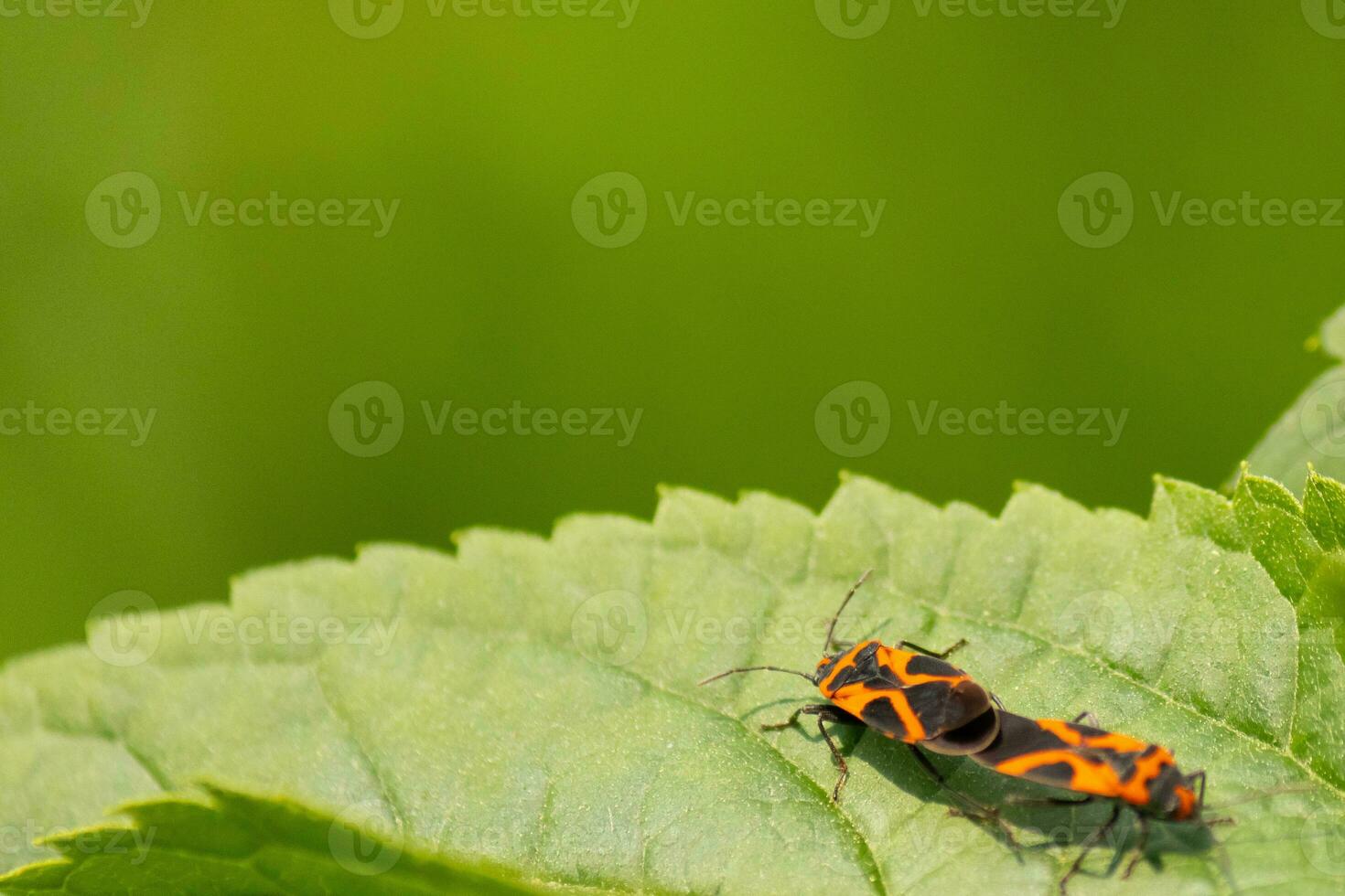 queste insetti siamo chiamato falso asclepiade bug. essi siamo un' genere di seme bug. il rosso e nero colore su il esoscheletro veramente sta su contro il foglia. queste sembrare per essere impegnato nel un' combaciamento rituale. foto