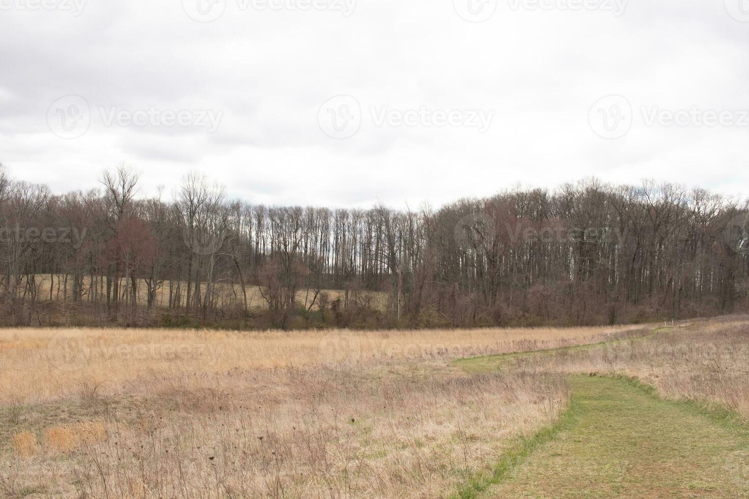 Questo bellissimo a piedi sentiero era tagliare attraverso il campo. il verde, ben curato prato in piedi su tra tutti il Marrone alto erba. Questo pista teste attraverso un' natura conservato in giro un' boscoso la zona. foto