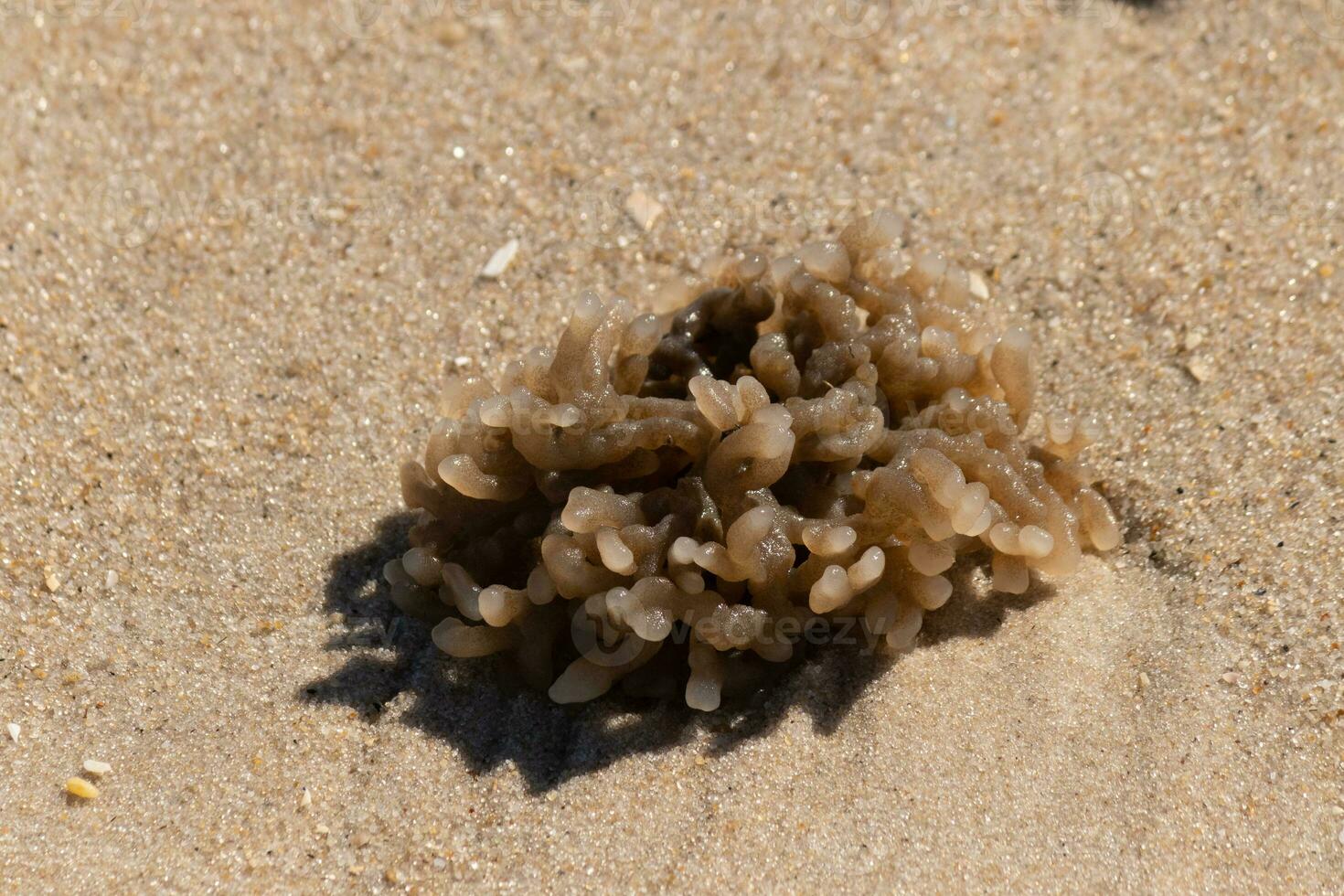 Questo gommoso briozoo posare incagliato su il spiaggia a partire dal il Surf lavaggio esso su. il mare corallo o anemone o pianta era seduta nel il sabbia. suo tentacoli di cui disteso e essiccazione nel il sole. foto