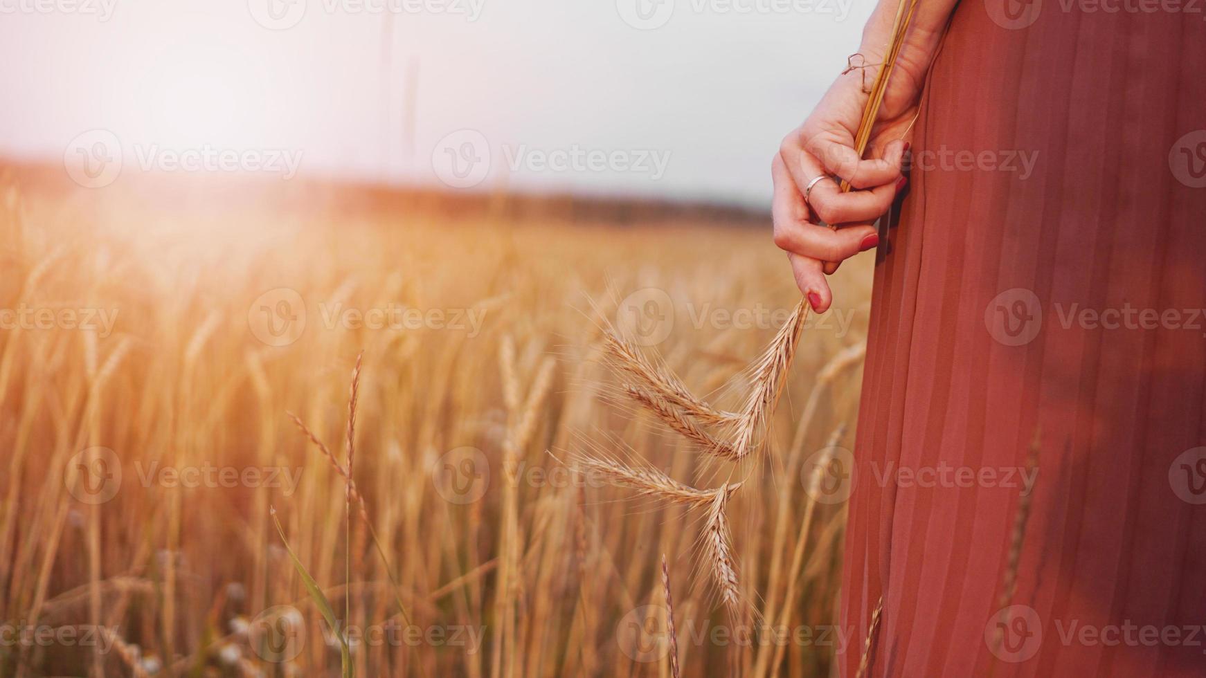 donna in un campo di grano, donna tiene in mano una spiga di grano foto