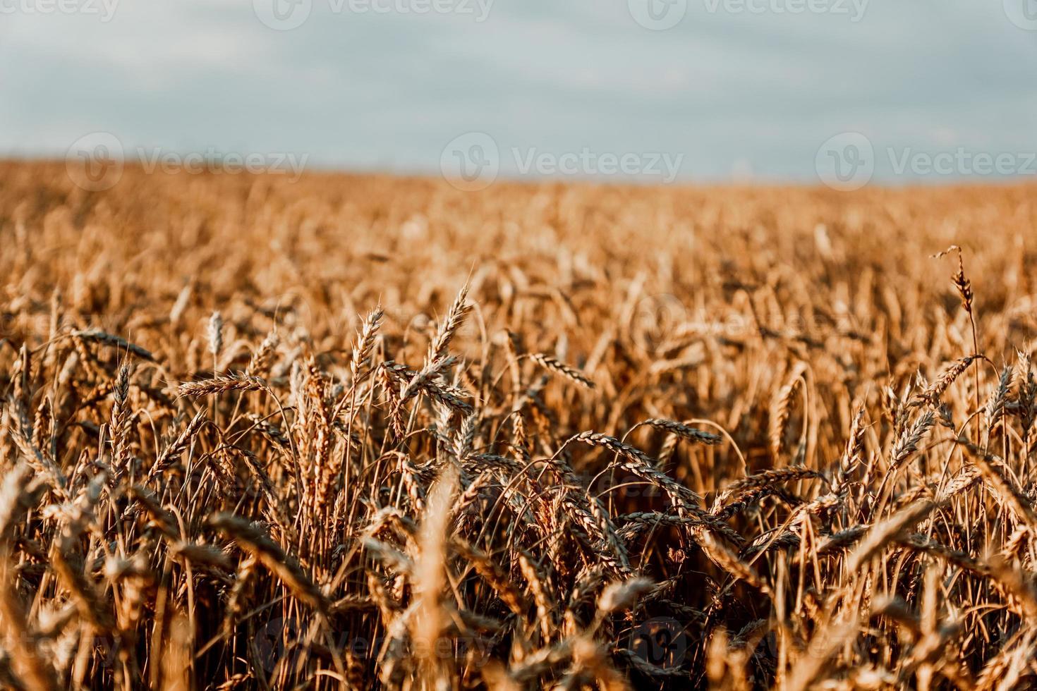 spighe di grano. campo di grano estivo. sfondo naturale naturale foto