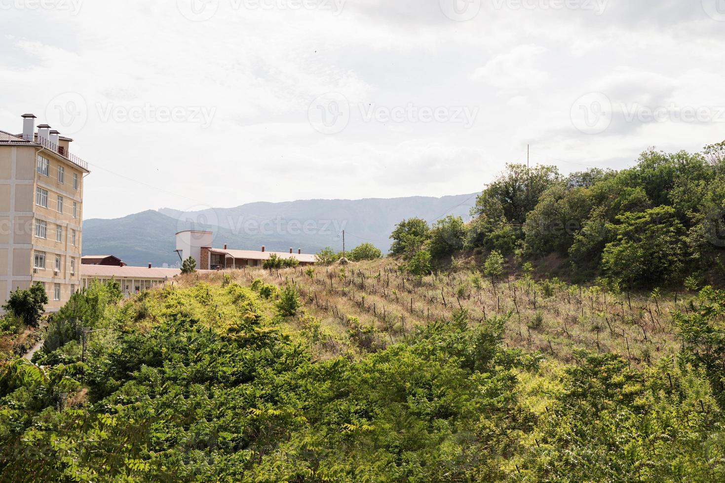 vecchio paesaggio di vigneti in crimea foto