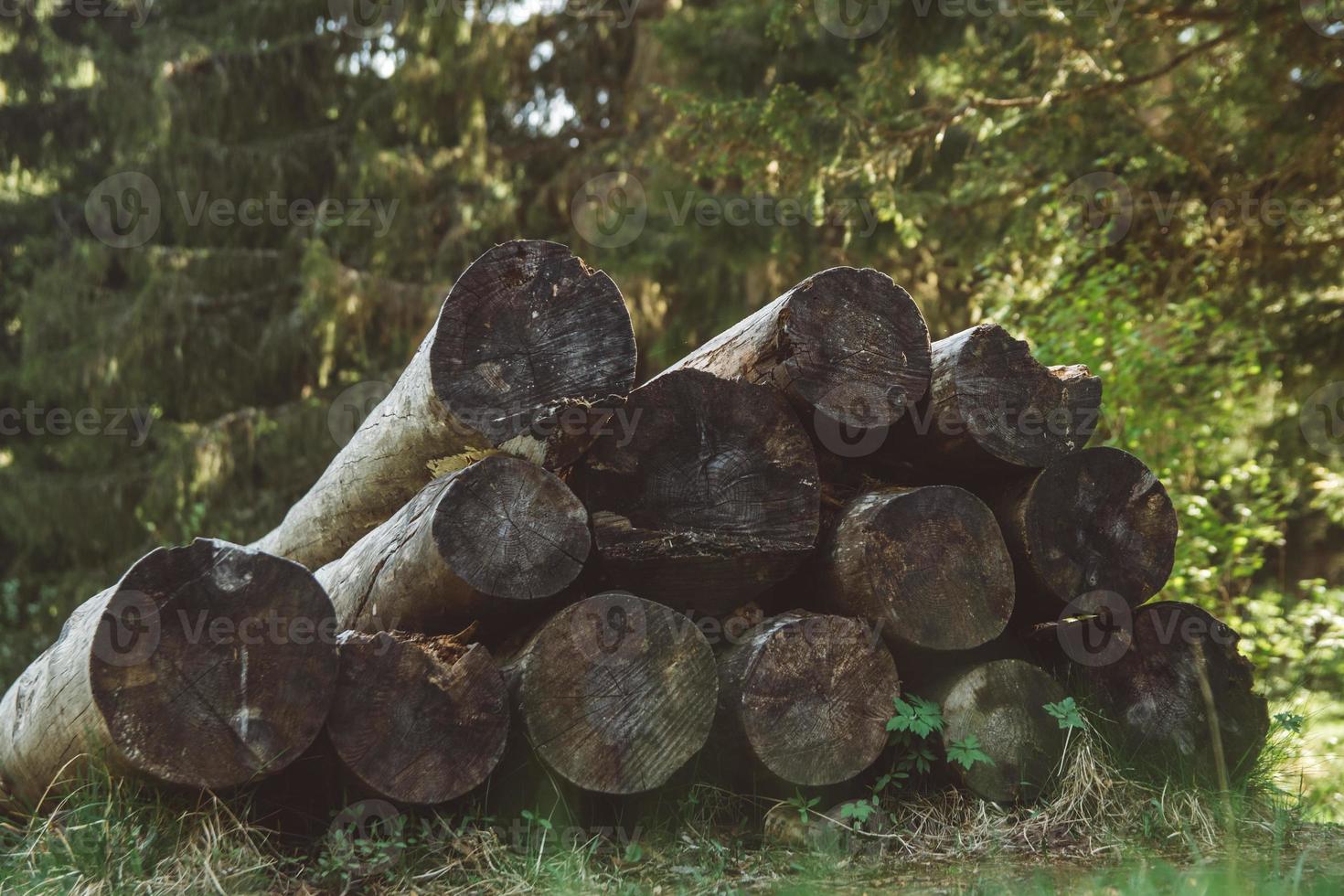 tronchi d'albero impilati foto