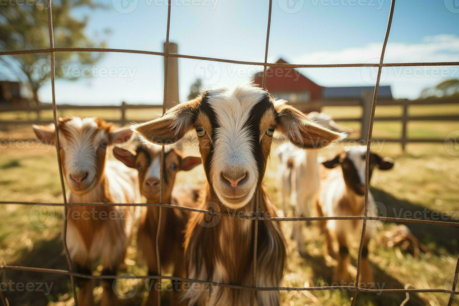 carino capre dentro di paddock a azienda agricola villa. creare ai foto