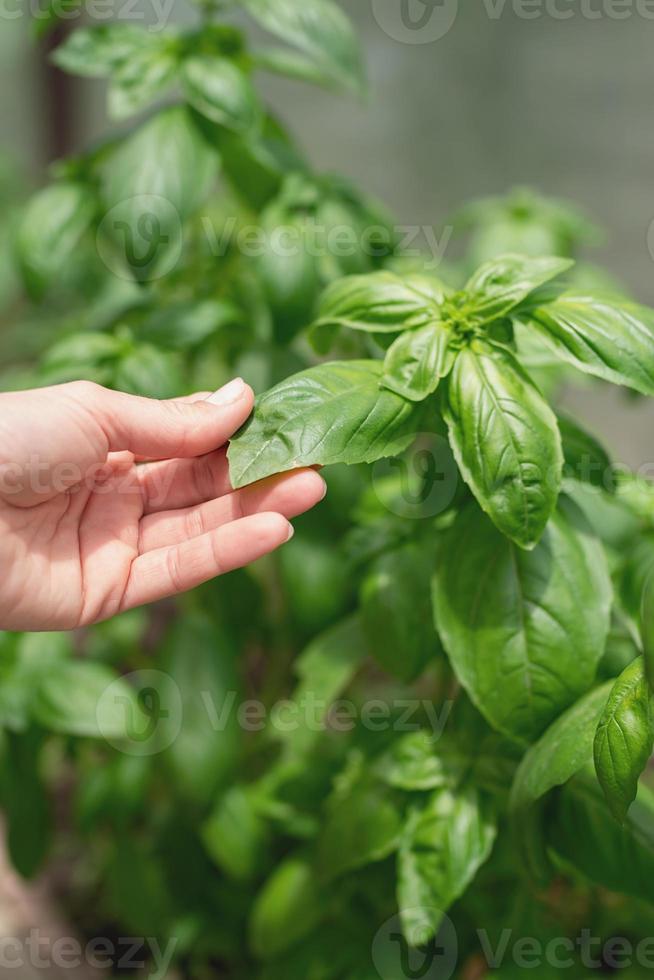 mano femminile che tocca le foglie di basilico, lavorando in giardino foto